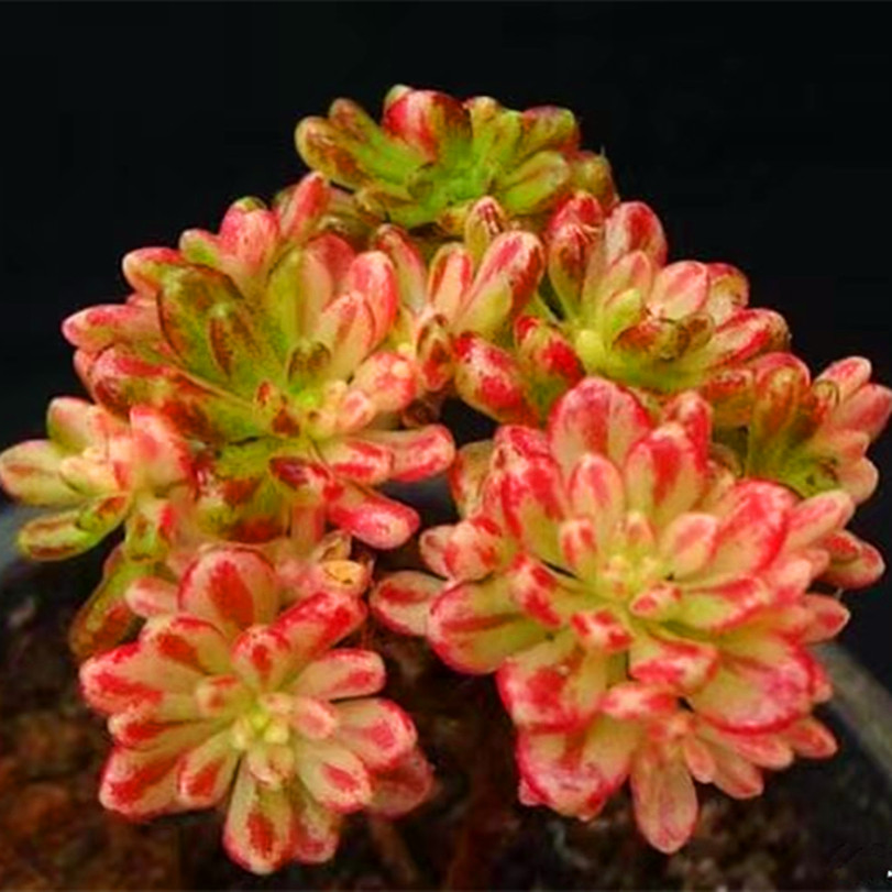 精品多肉植物园【丸叶小人祭老桩】阳台绿植花卉吸甲醛防辐射盆栽