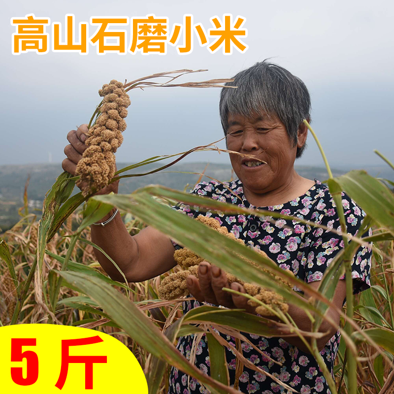 食用小米粥米石磨粮食小黄米吃的糯小米粗粮包邮谷子稻黄小米