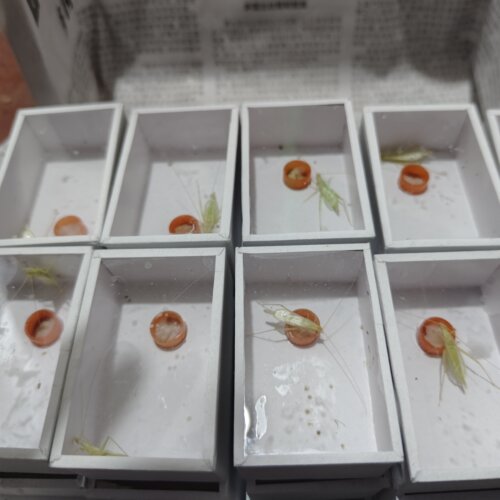 包活叫声好活体鸣虫青竹蛉单口人工养殖