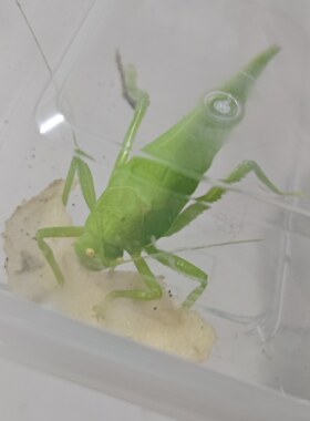 新到布鲁纳螽斯叫声好听类似鸟叫