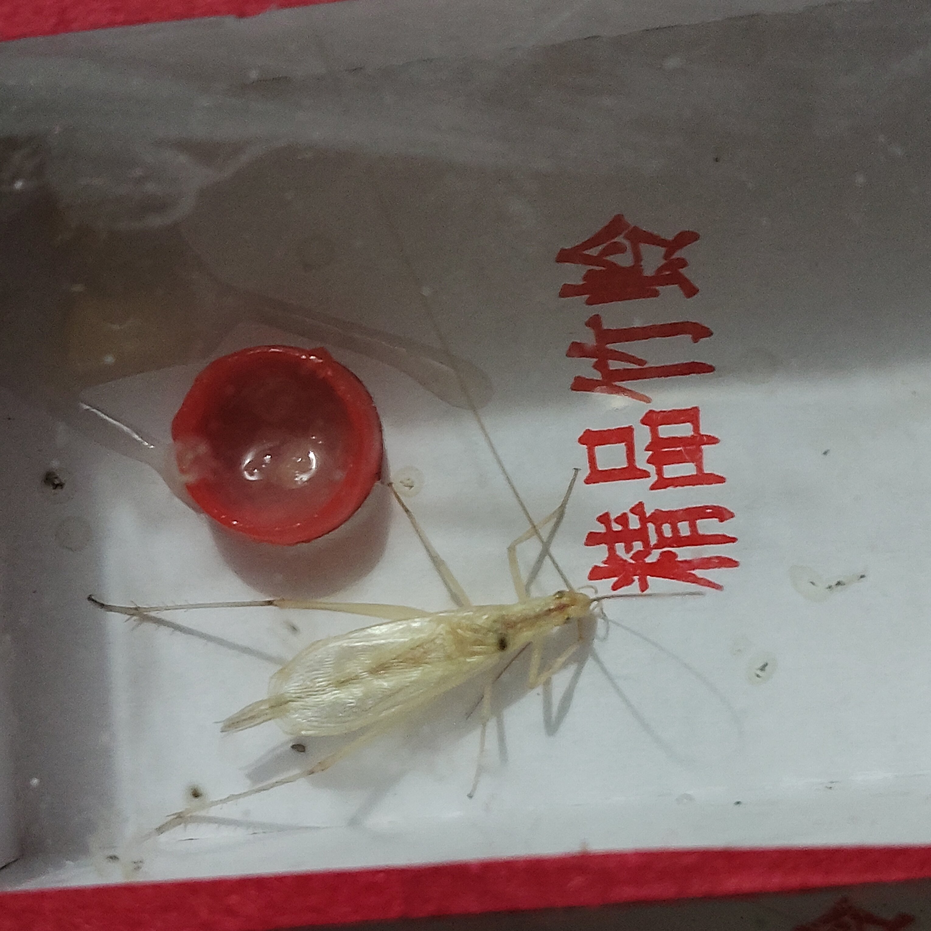 天水黑竹黑青竹蛉宽翅不包断须需开箱视频