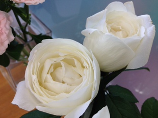 日本月季 婚礼之路/婚礼钟声 月季花苗日月 大花可盆栽或地栽