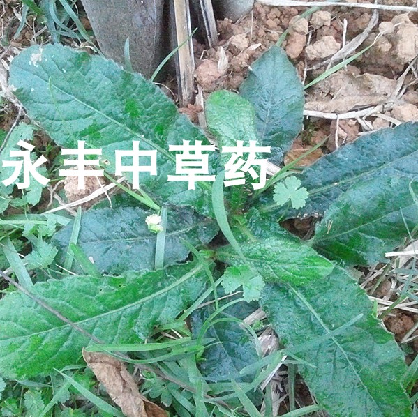 地胆草 地胆根 红花地胆头 地苦胆  地斩头  丁茄夫