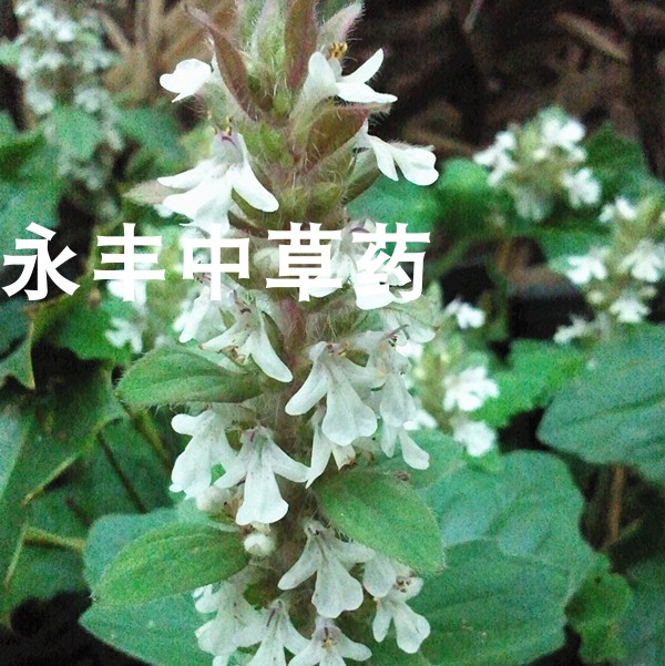 新货筋骨草 白毛火 白头翁 白花夏枯草 苦草 新鲜干品都有