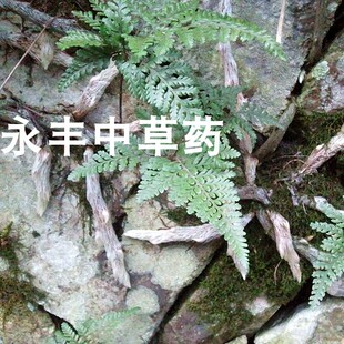中药材  白毛蛇 石蚕 石祈蛇  白毛骨碎补 圆盖阴石蕨