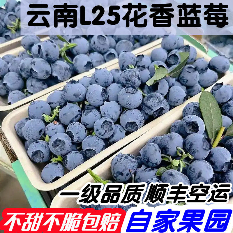 云南L25花香蓝莓顺丰空运包邮蓝莓新鲜水果当季现摘现发孕妇水果