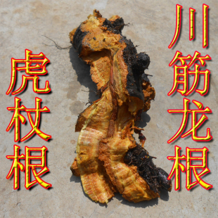 鲜干品川筋龙根 虎杖根 透骨草根順筋龙根 花斑竹根 活血龙根包邮