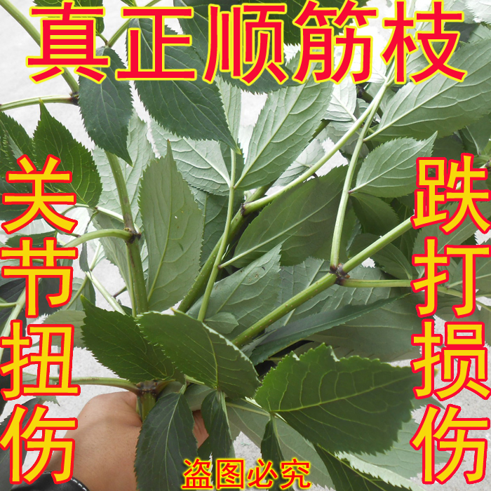 农家2斤鲜顺筋枝接骨木活筋条枝