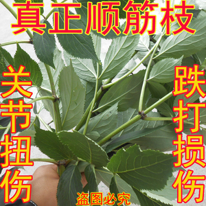 农家2斤鲜顺筋枝接骨木活筋条枝