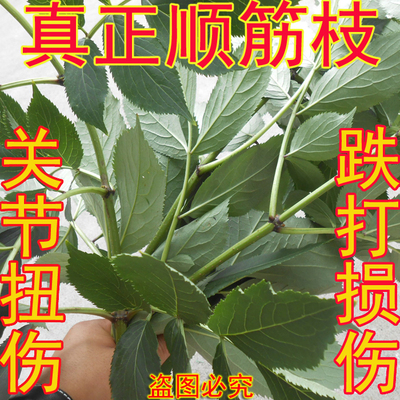 农家2斤包邮鲜顺筋枝叶接骨木