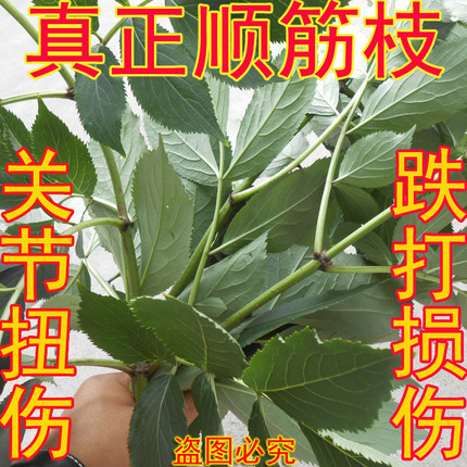2斤装鲜顺筋枝舒筋树接骨木枝叶活筋条干枝崴手腕崴脚踝关节扭伤