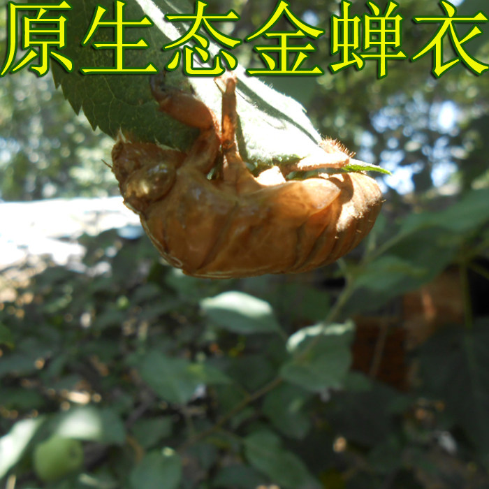 山东原生态知了皮金蝉衣