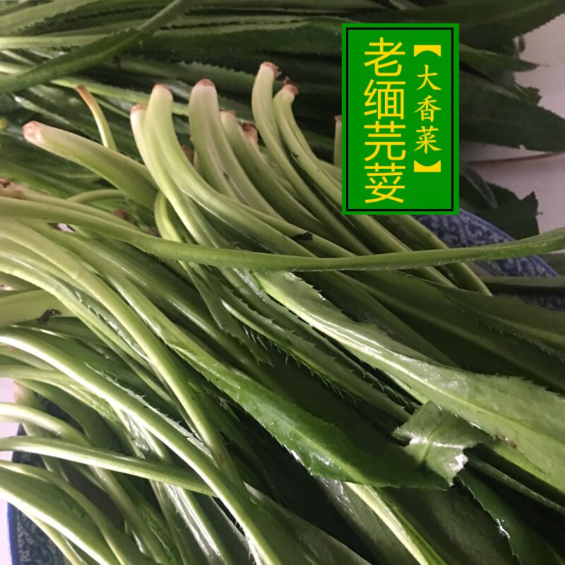 云南新鲜傣味大香菜250克老缅芫荽农家自种刺芹撒撇拌菜作料蘸水