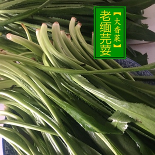 云南新鲜傣味大香菜250克老缅芫荽农家自种刺芹撒撇拌菜作料蘸水