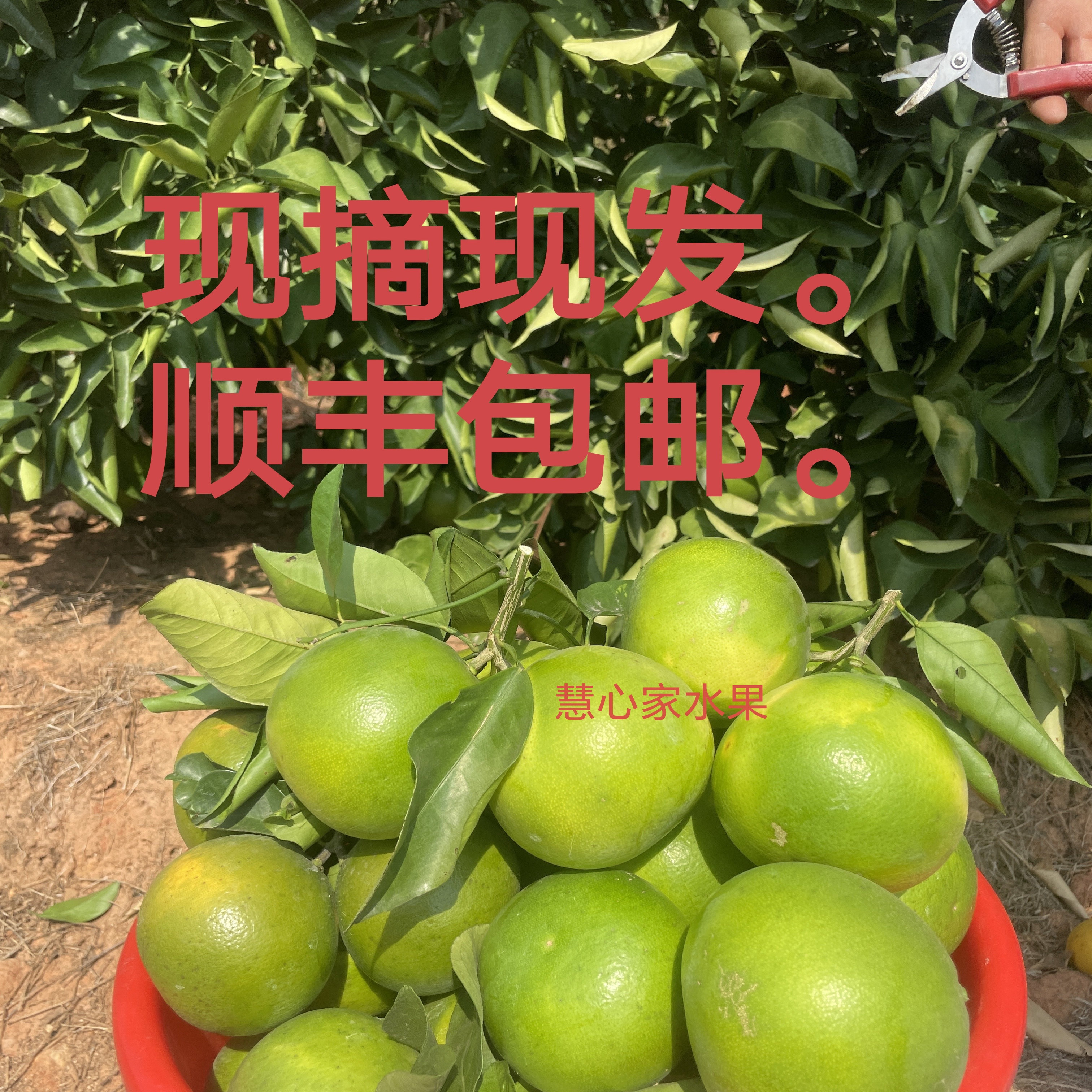 江西红土地富硒西柚时令水果自家种植现摘现发鸡尾青柚含箱10斤