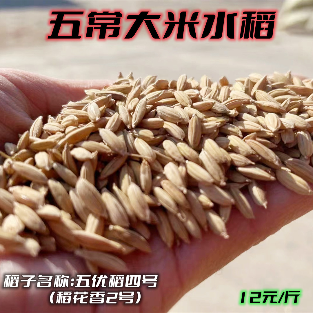 东北黑龙江五常大米水稻 五优稻4号 稻花香2号龙凤山镇