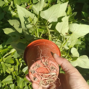 台湾地瓜叶番薯叶地瓜叶红薯苗盆栽庭院地瓜客厅窗台植物角观察