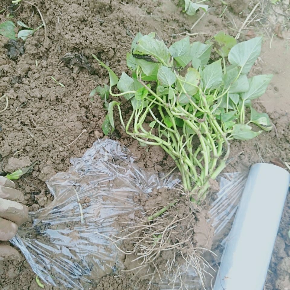 台湾红薯苗食叶型地瓜叶苗藤福薯18号番薯叶种苗新鲜农家蔬菜庭院