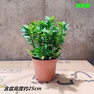 常青节节高升办公室内桌面趣味绿植好养花 玉蜻蜓珊瑚盆栽植物四季