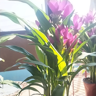 金龟莲盆栽室内客厅办公室桌面绿植花卉四季好养植物姜荷花郁金香