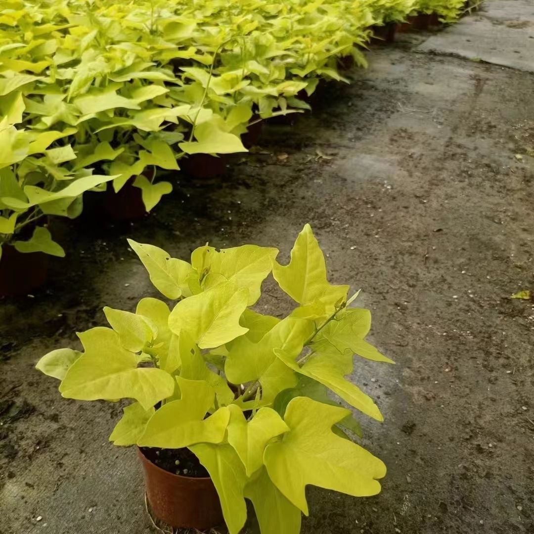 彩叶番薯盆栽裂叶金叶观赏花镜植物多年生观叶盆栽植物黄金盆栽