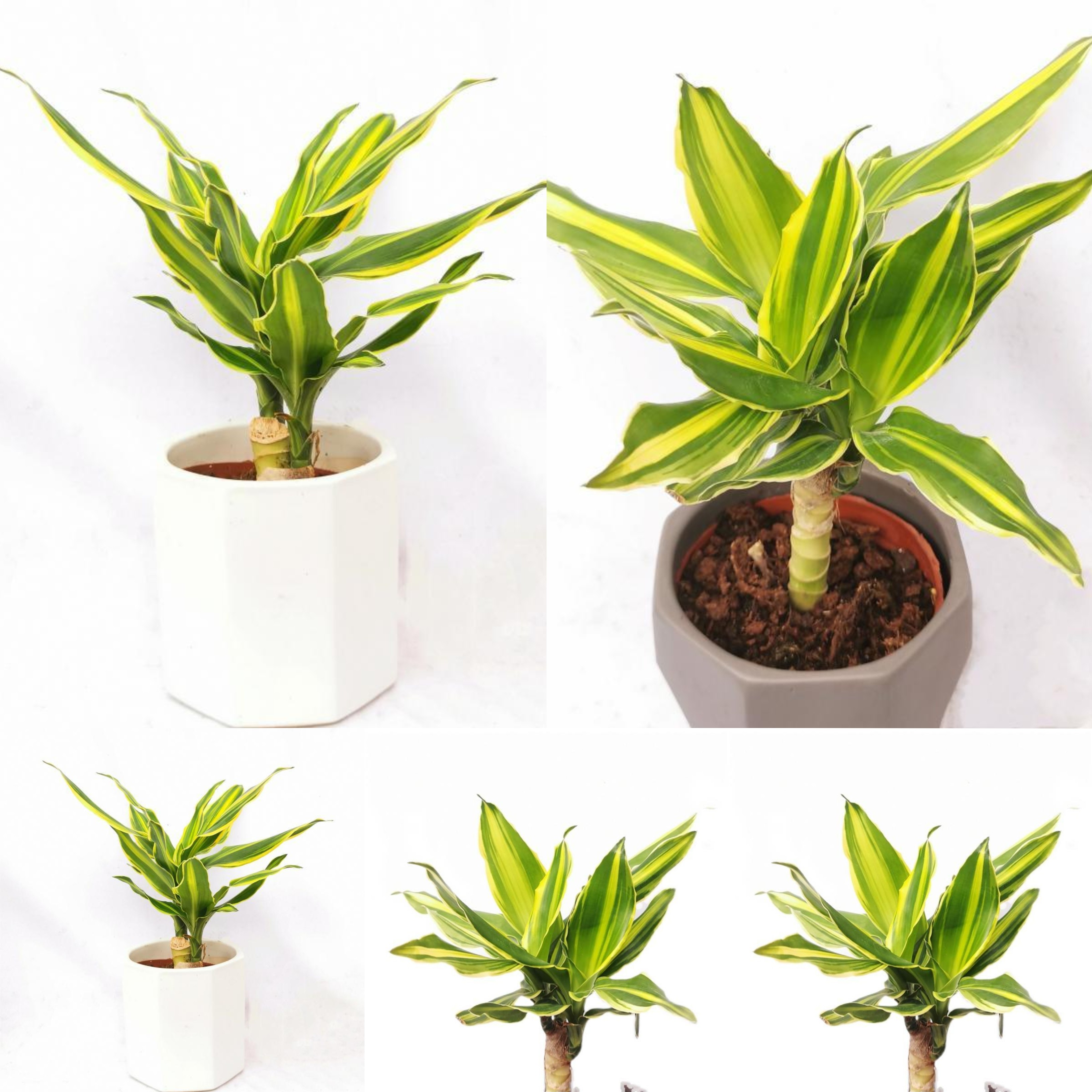 盆栽室内桌面好养造型桩网红植物盆景好养植物也门铁金心妞好养