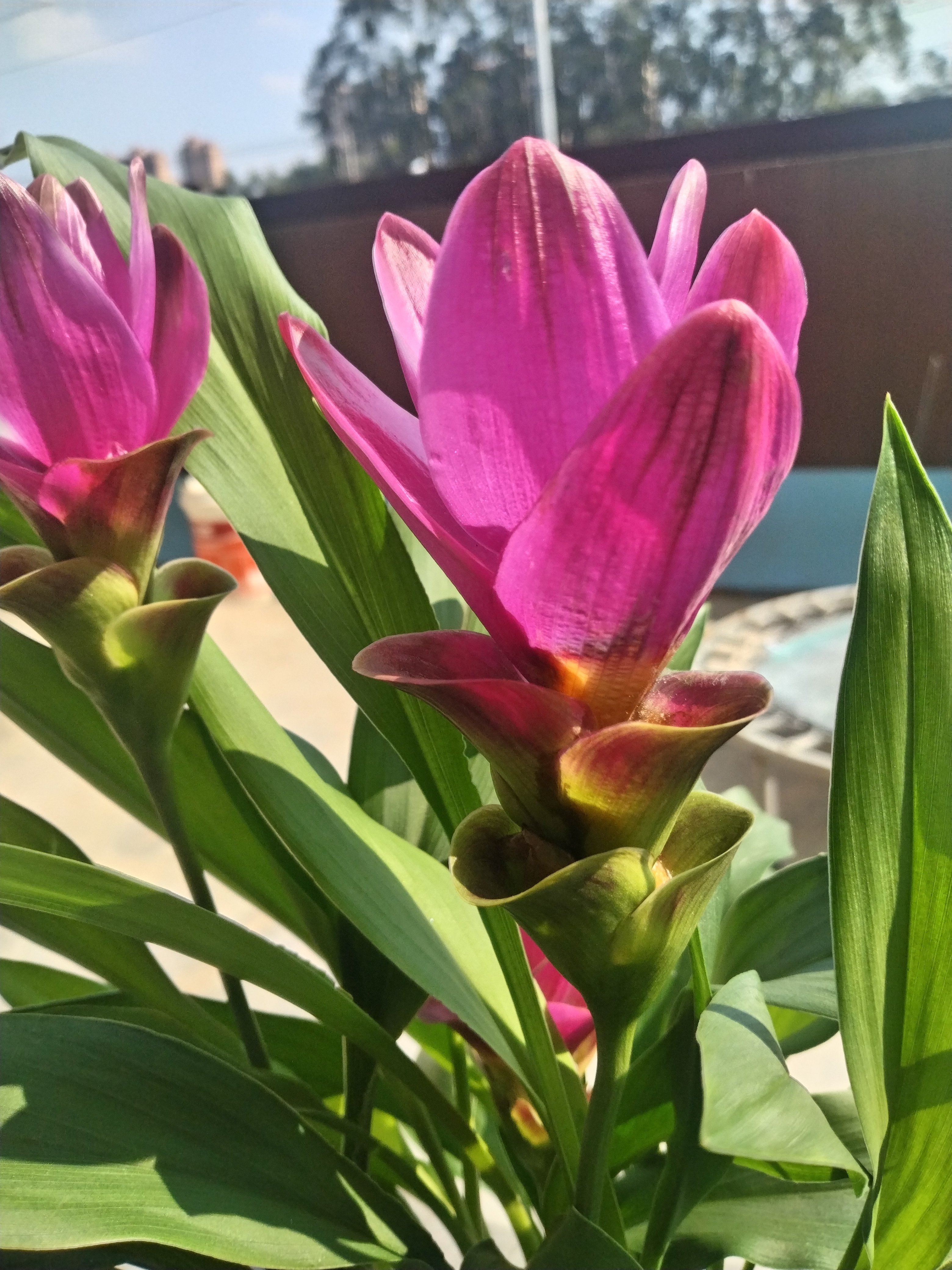 新品重瓣郁金香盆栽苗带花苞带根花苗姜荷花室内外庭院阳台观赏