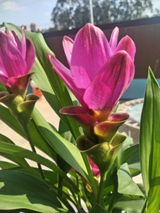 新品重瓣郁金香盆栽苗带花苞带根花苗姜荷花室内外庭院阳台观赏