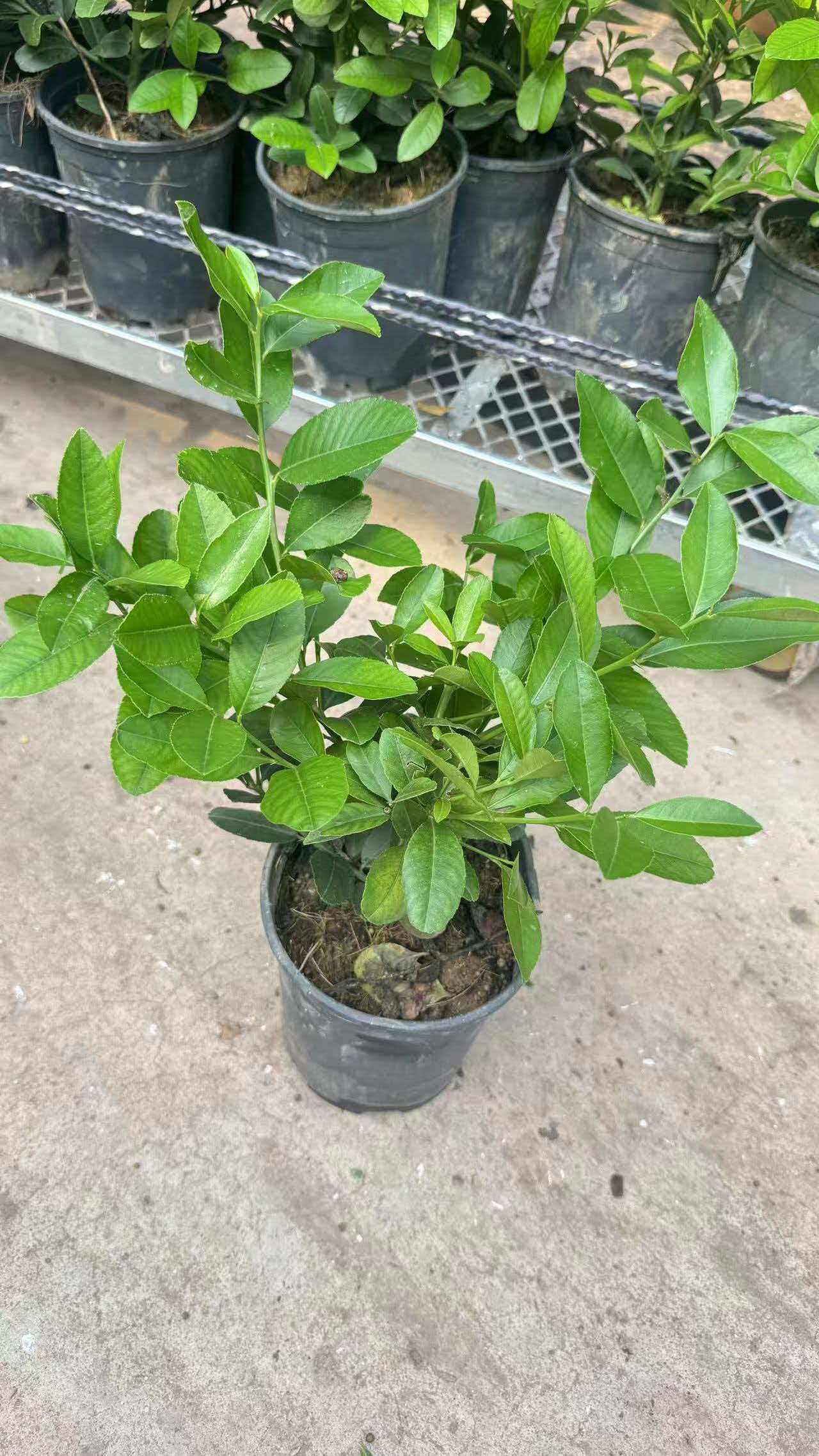 香水柠檬树苗盆栽可食用室内庭院果树南北方四季种植当年结果果苗