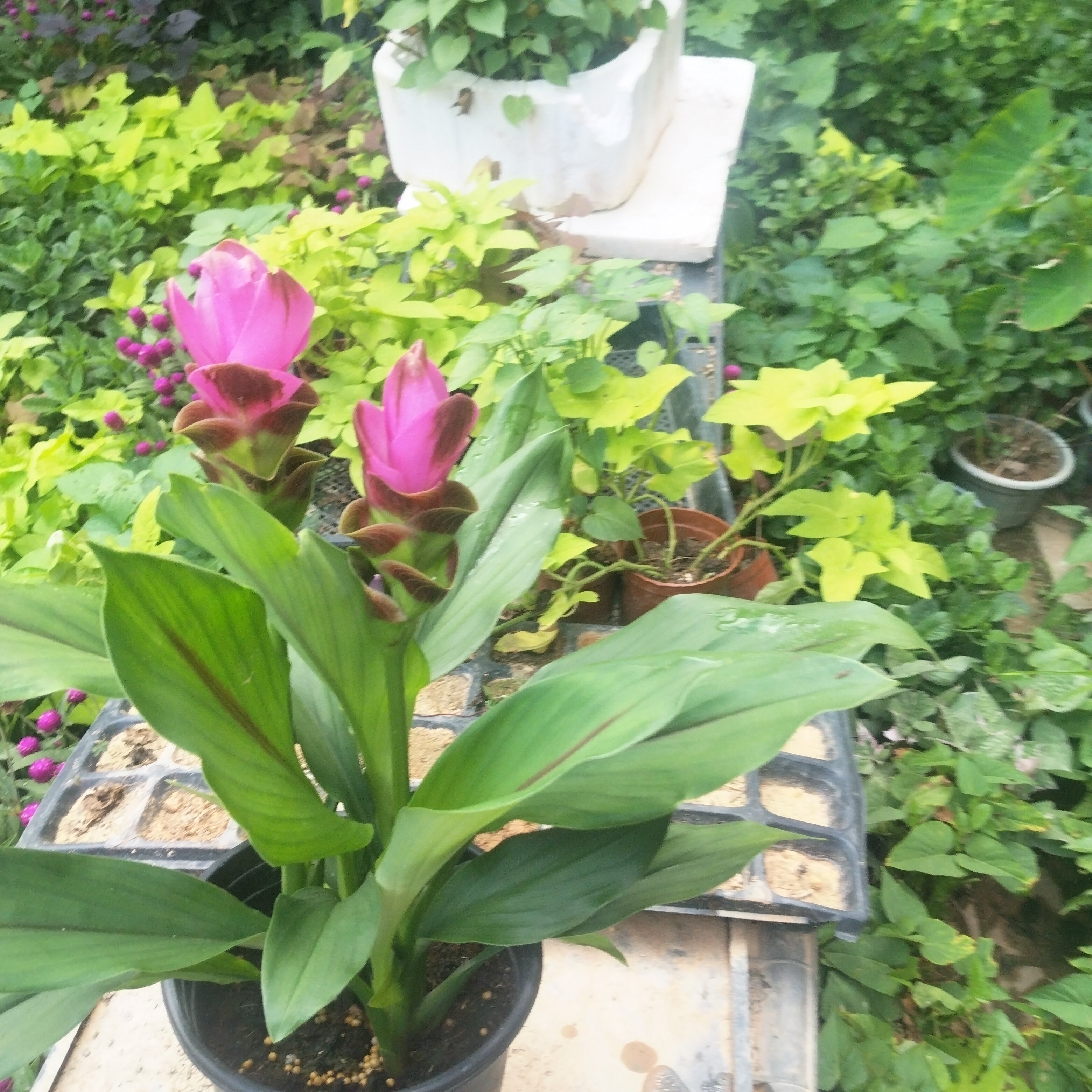 庭院阳台姜荷花盆栽带花苞耐热多年生球根花卉室内四季开花好养绿