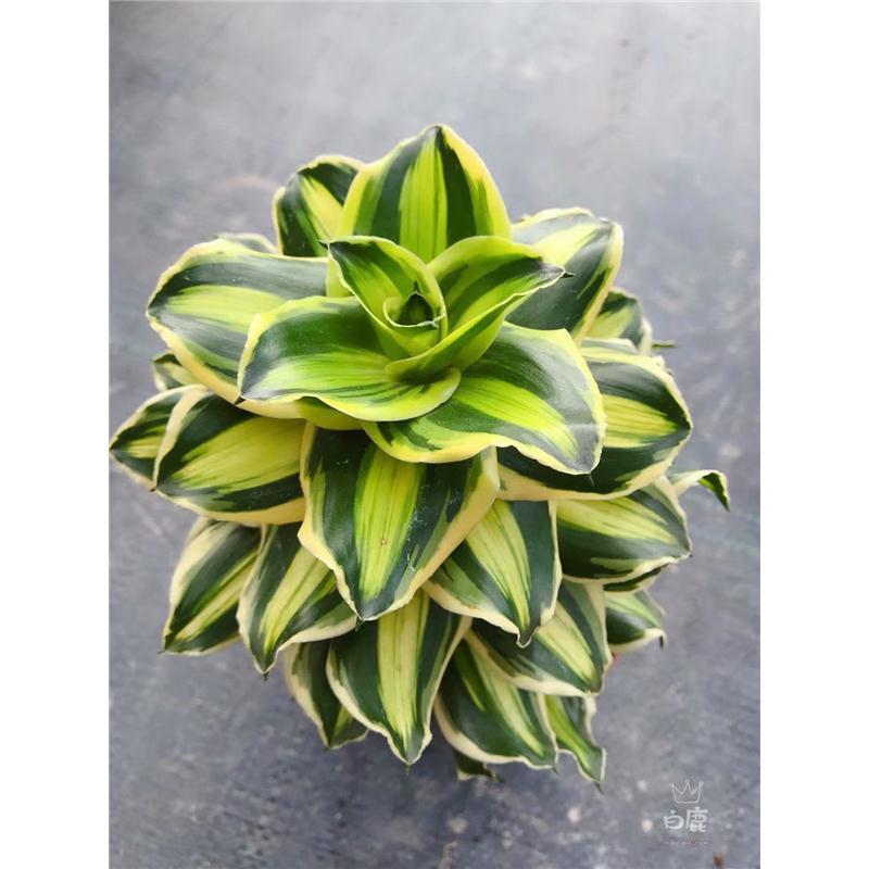 泰国迷你龙血树 海岸Dracaena Coast 单株金妞也门铁盆栽造型情绪