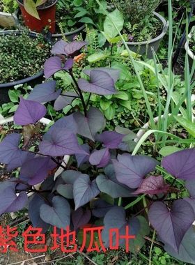 紫色专吃叶地瓜叶苕尖花青素含量高可阳台卧室盆栽绿植新鲜地被