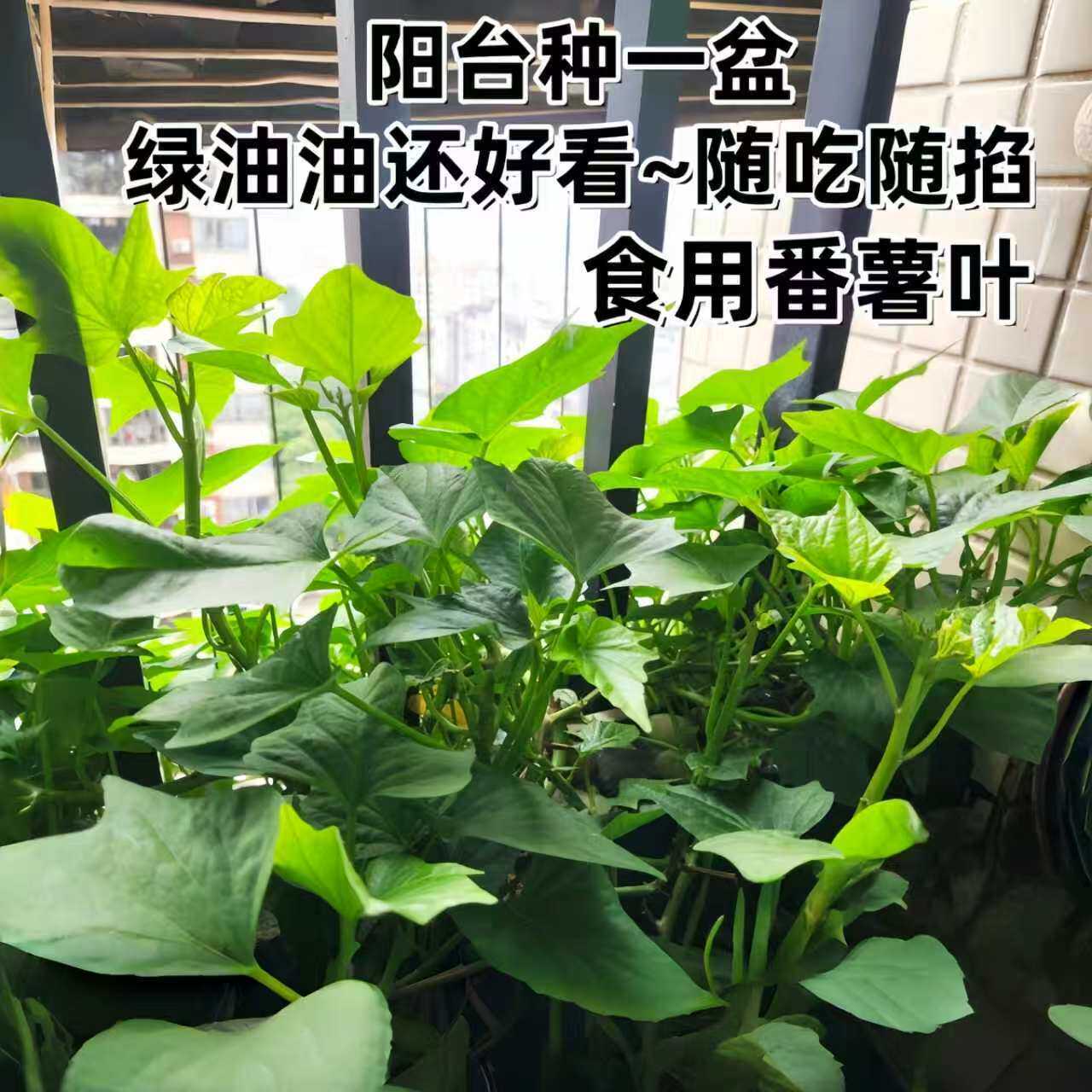 番薯叶盆栽花苗地瓜叶开花庭院花卉绿植新鲜植物爆盆食叶型千日红