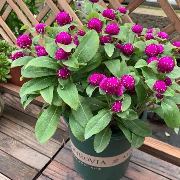 千日红盆栽球根花卉四季开花室内阳台庭院植物好养活易活花海花镜