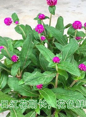 千日红盆栽带花苞紫色花卉绿植物阳台庭院绿化苗圃喜阳百日红四季