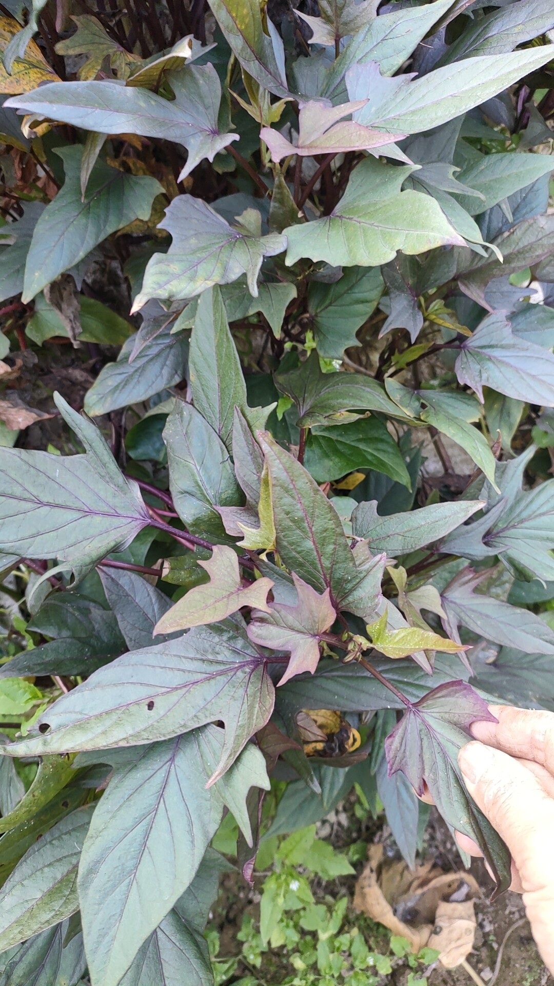 紫色地瓜叶好吃阳台庭院盆栽四季好养红薯苗菜地种植五叉尖叶食叶