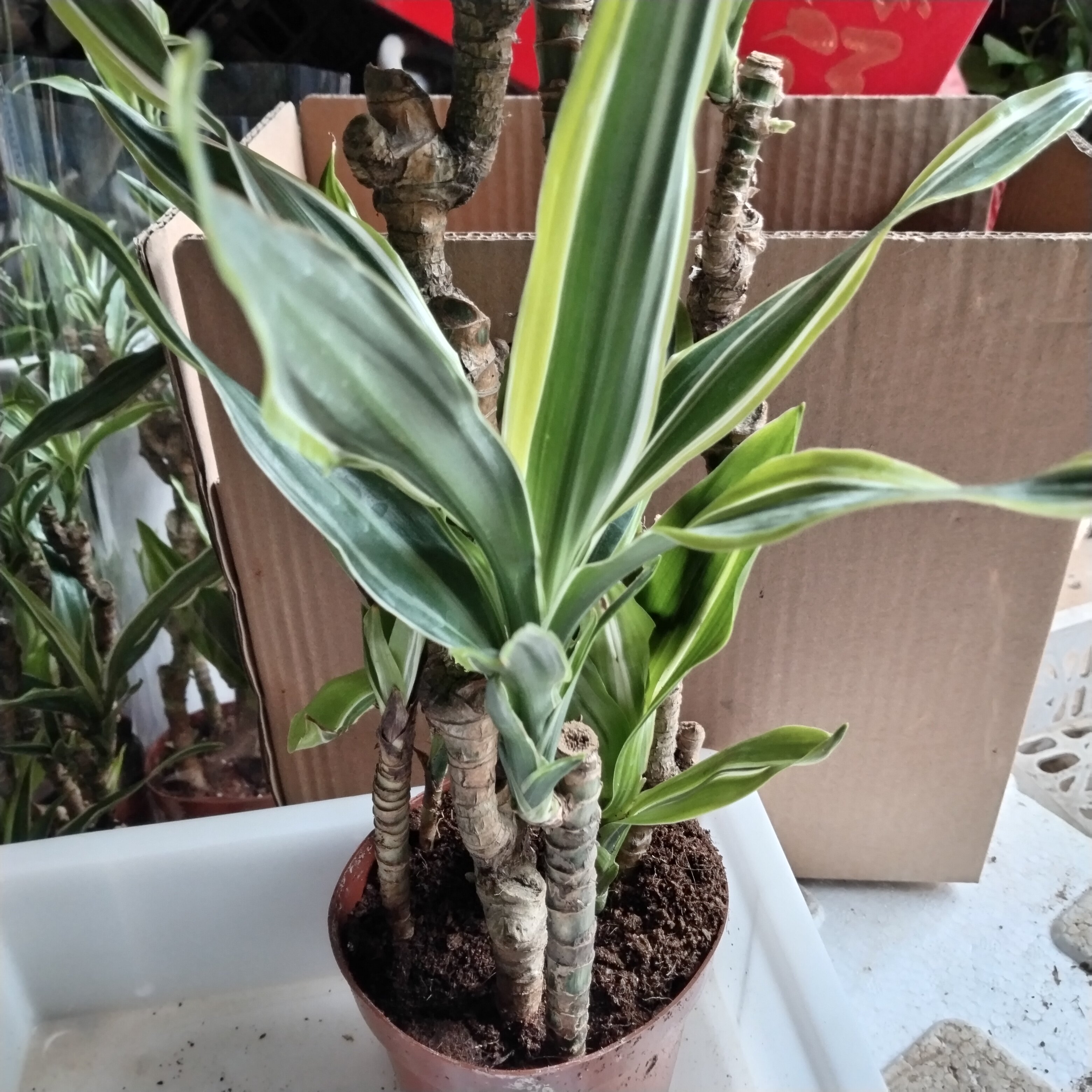 老桩盆栽室内绿植观茎观叶植物造型盆景好养巴西美人杆盆栽室内绿