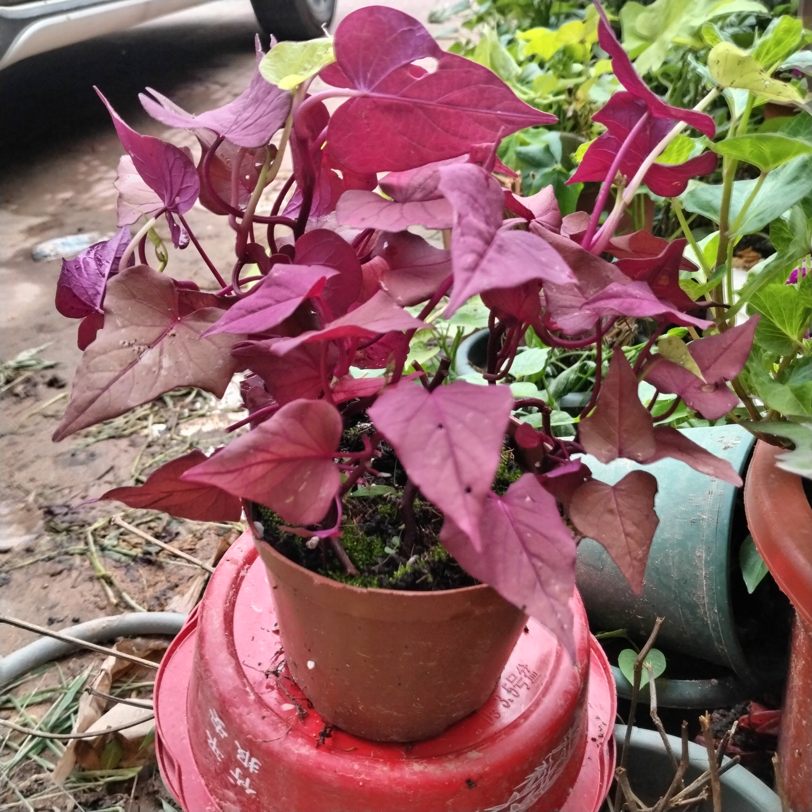 红薯叶盆栽带根系四季开花植物室内阳台庭院花卉绿植盆栽水培土养