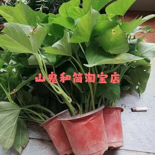 台湾台农71食叶型番薯苗种植用老藤条地瓜红薯叶种苗福薯18号多叉