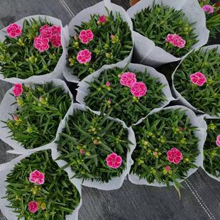 石竹花苗盆栽带花苞四季开花室内阳台客厅绿植花卉好养活康乃馨