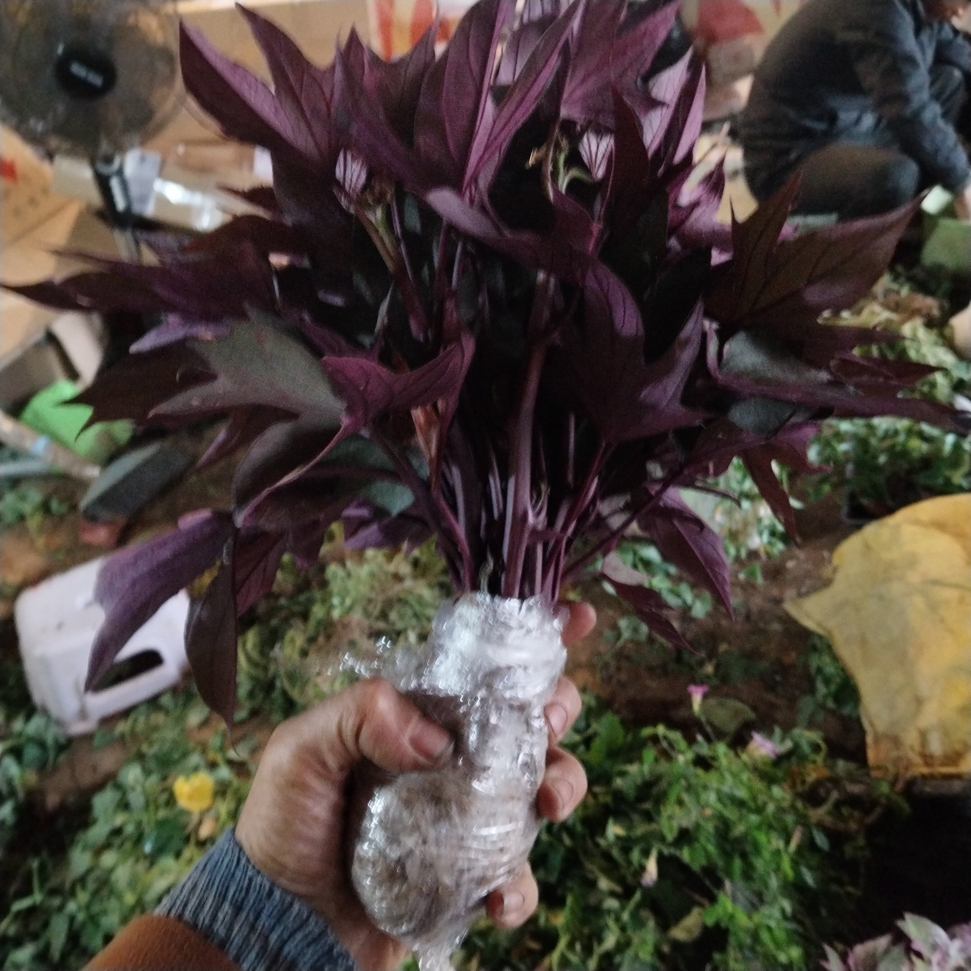 紫薯叶盆栽紫薯叶盆栽紫薯叶盆栽紫薯叶盆栽庭院阳台花青素植物