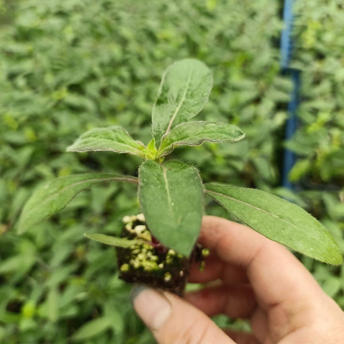 向日葵盆栽花苗四季开花庭院花卉绿植新鲜植物爆盆带花苞千日红