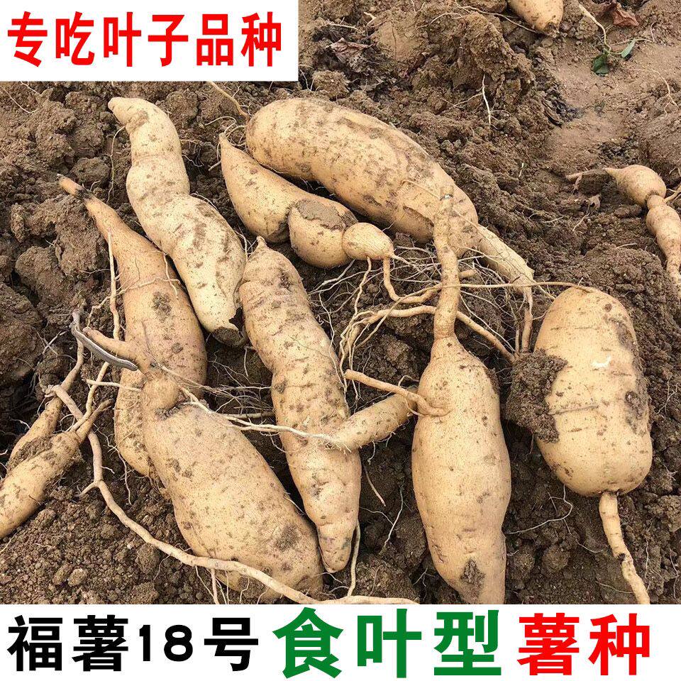 食叶型福薯18号薯种专吃叶子红薯种地瓜番薯种育苗专用薯种阳台