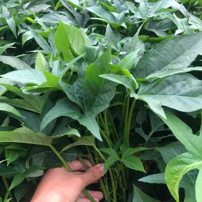 食型五叉叶薯苗种植藤不长红苗藤转吃叶红薯苗红苕尖苗种薯植