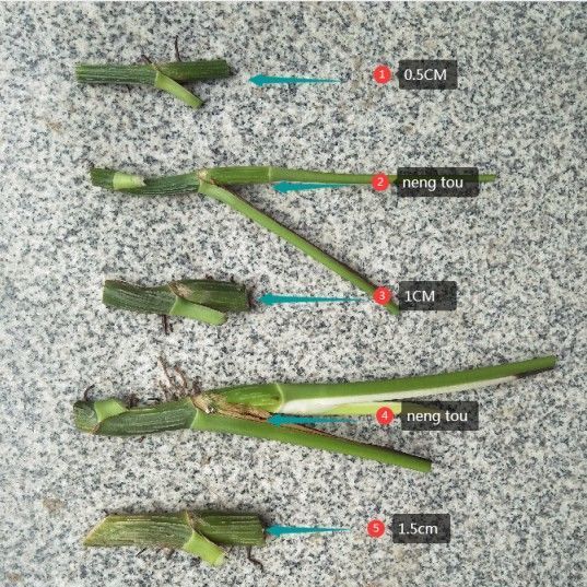 大叶绿萝【十颗插条】包邮柱养爬藤垂盆绿萝苗圆你一个DIY 盆景梦