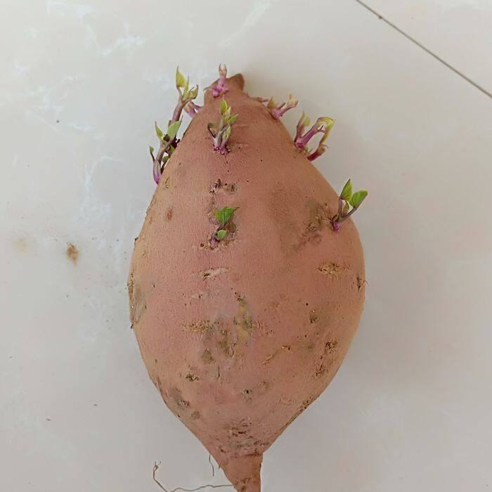 水培红薯已发芽盆栽植物学生幼儿园手工作业观察植物生长带芽红薯