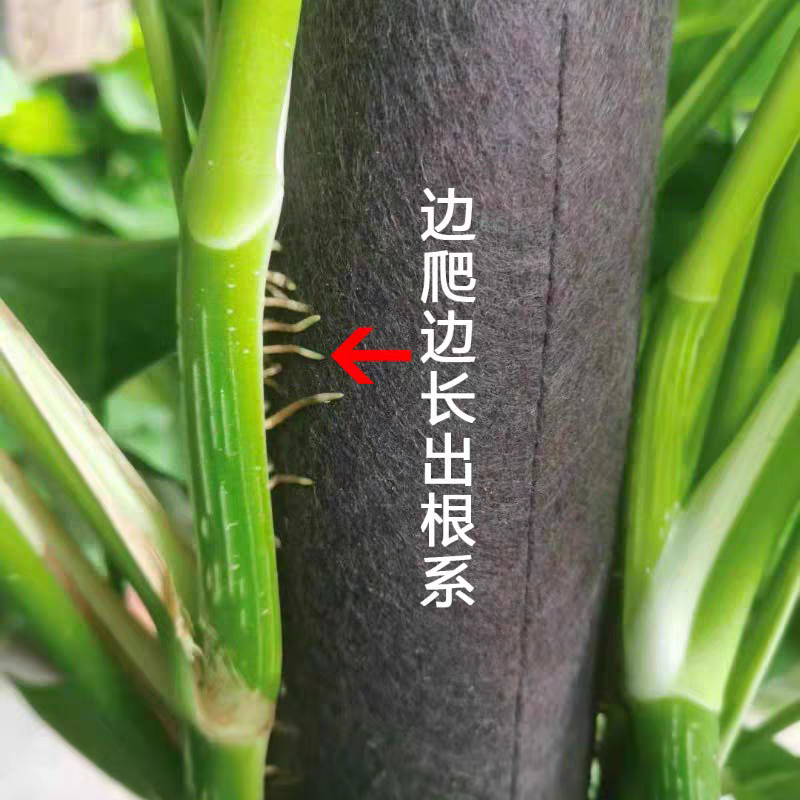 绿萝柱爬藤苗室内客厅落地盆栽绿植四季好养办公室绿植大叶绿萝苗