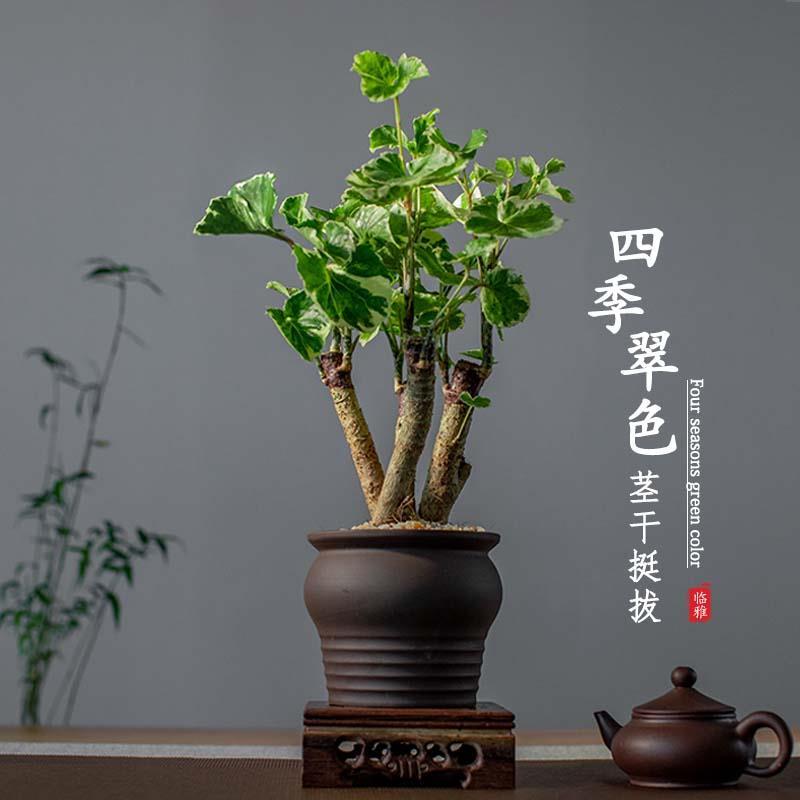 福禄桐金钱兜盆栽办公室内桌面老桩禅意观叶盆景绿植物羽叶钱多多