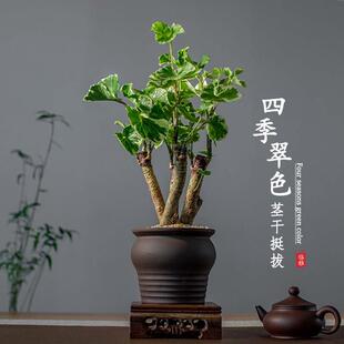 福禄桐金钱兜盆栽办公室内桌面老桩禅意观叶盆景绿植物羽叶钱多多