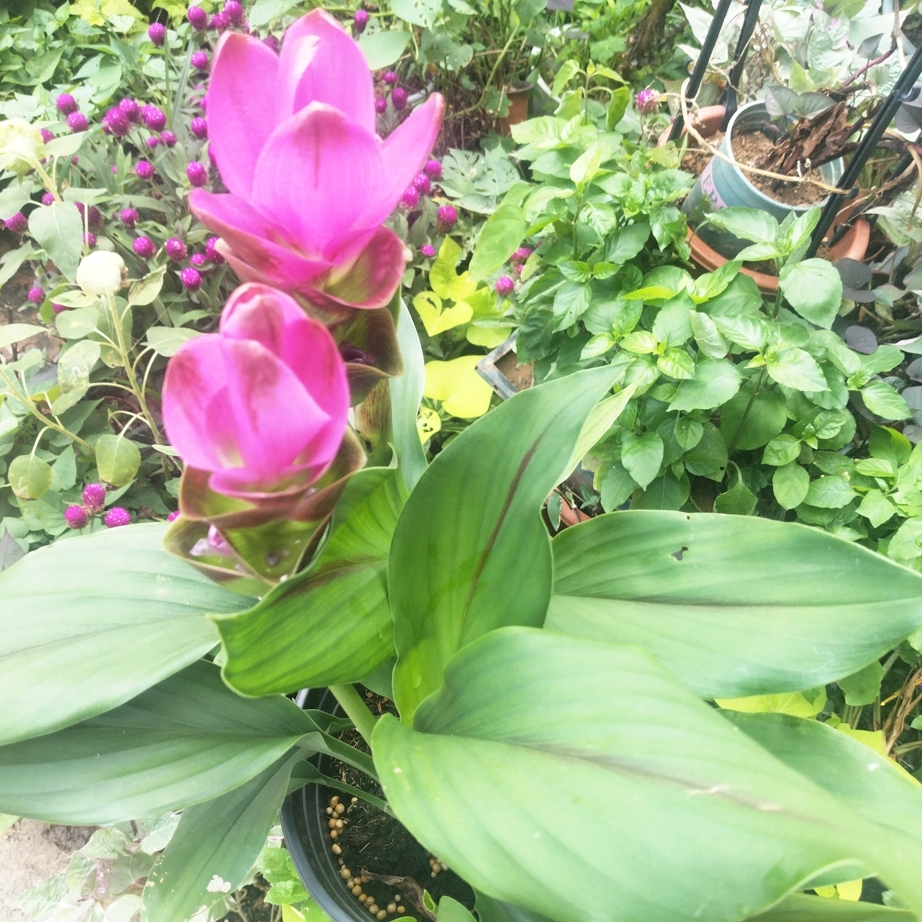 阳台庭院盆栽花卉四季好养易活耐热耐寒植物大叶子姜荷花郁金香